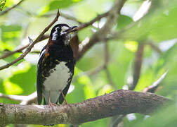 Chestnut-backed Thrush