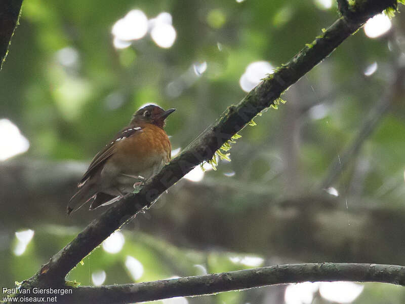 Grive de Gurneyadulte, identification