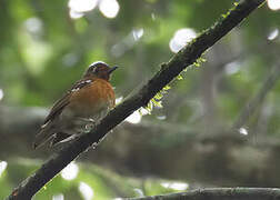 Orange Ground Thrush