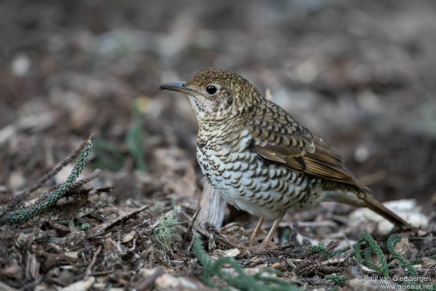 Russet-tailed Thrushadult