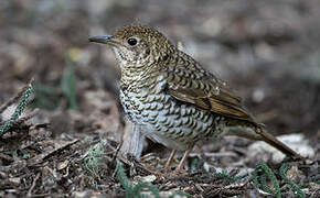 Russet-tailed Thrush