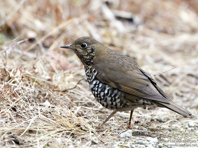 Alpine Thrush