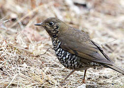 Alpine Thrush