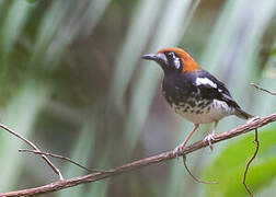 Chestnut-capped Thrush