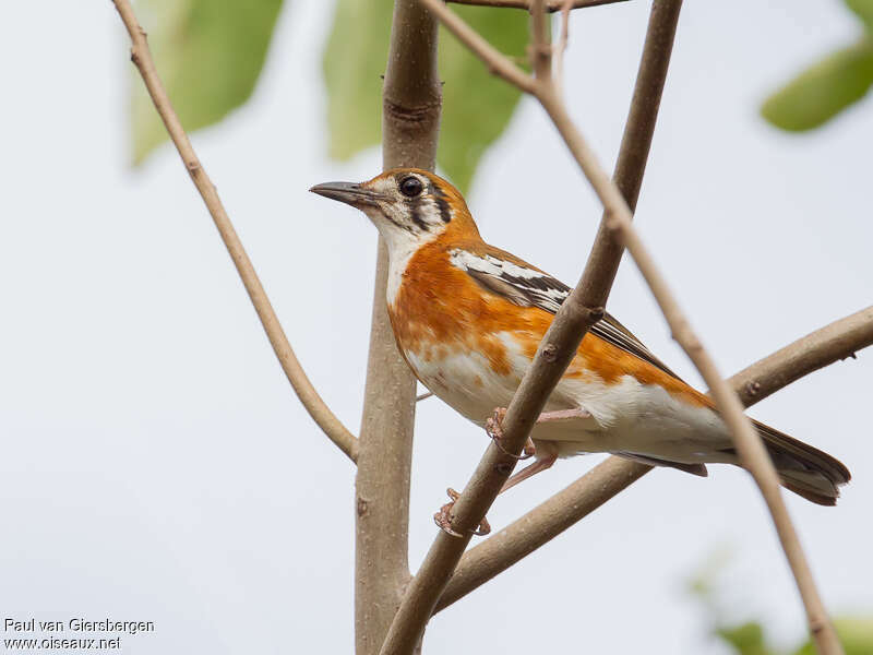 Orange-sided Thrushadult, identification