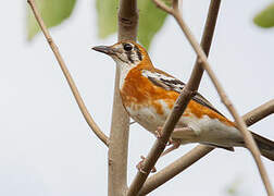 Orange-sided Thrush