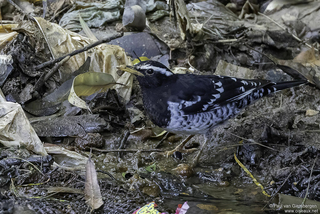 Pied Thrush male adult