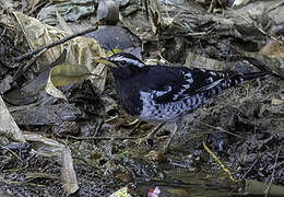 Pied Thrush