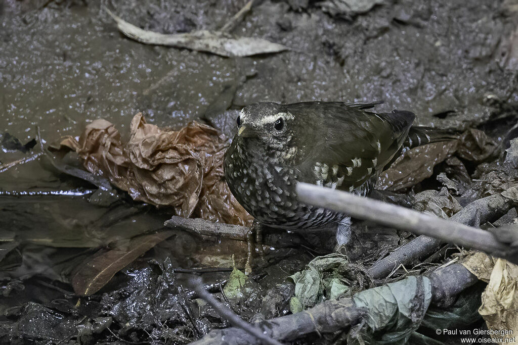 Pied Thrush female adult