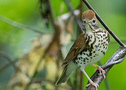 Wood Thrush