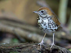 Wood Thrush