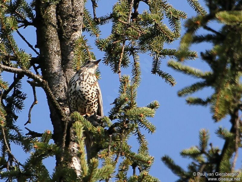 Mistle Thrush