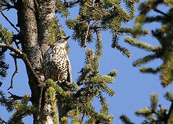 Mistle Thrush