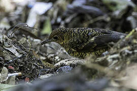 Sri Lanka Thrush