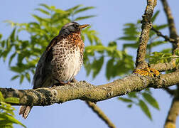 Fieldfare