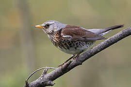 Fieldfare