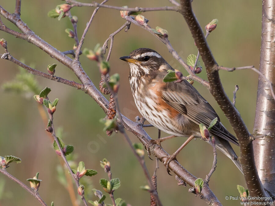 Redwingadult