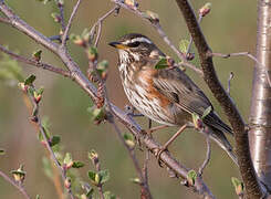 Redwing