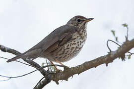 Song Thrush