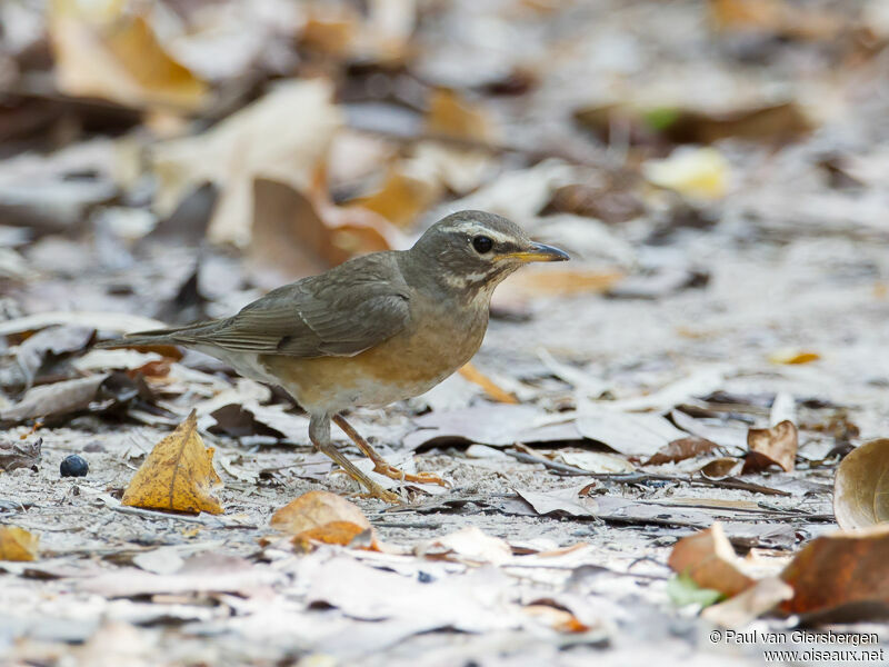 Eyebrowed Thrush