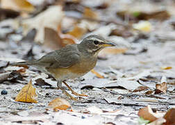 Eyebrowed Thrush