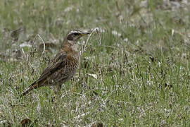 Eyebrowed Thrush