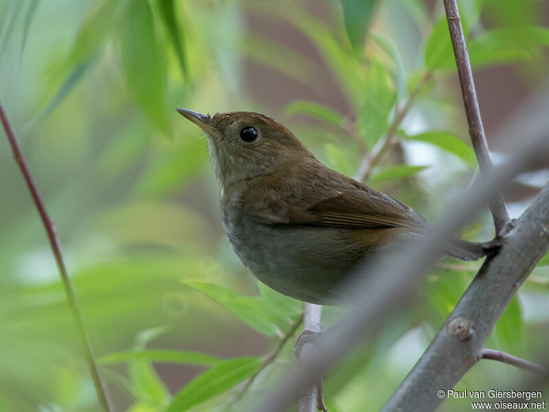 Russet Nightingale-Thrush