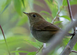 Russet Nightingale-Thrush