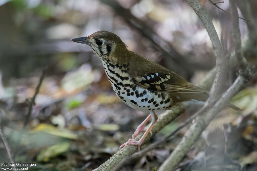 Grive tachetéeadulte, identification