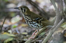 Spotted Ground Thrush