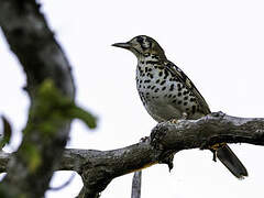 Spotted Ground Thrush