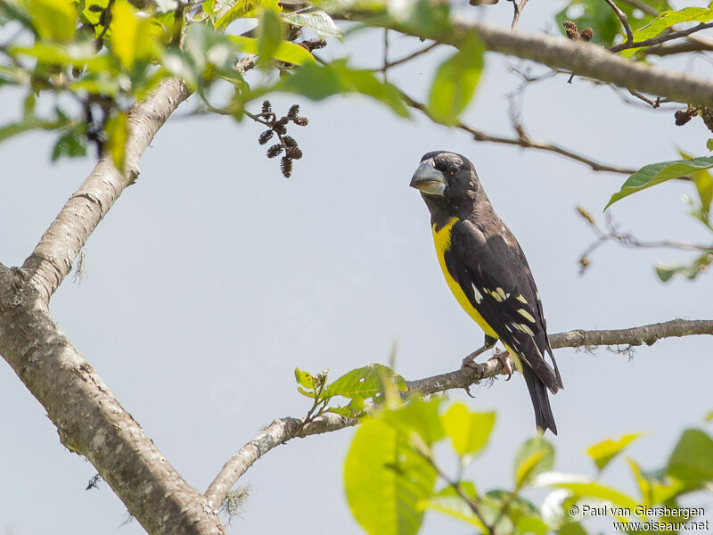 Gros-bec à ailes tachetées