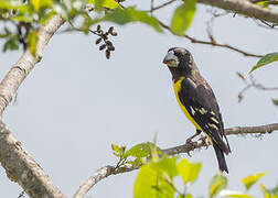 Spot-winged Grosbeak