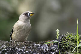 Gros-bec migrateur