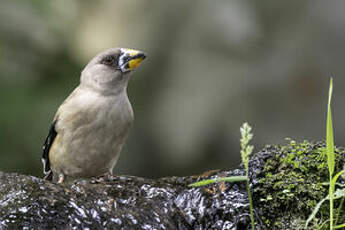 Gros-bec migrateur