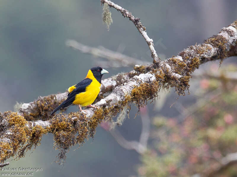 Collared Grosbeak male adult, identification