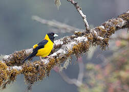 Collared Grosbeak