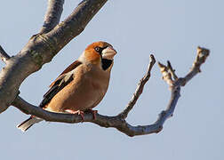 Hawfinch