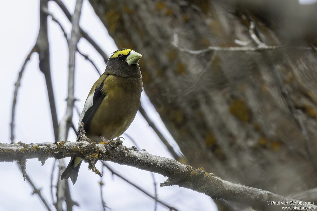 Evening Grosbeakadult