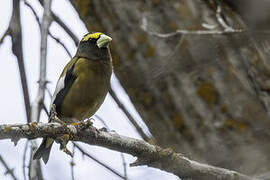 Evening Grosbeak