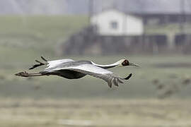 White-naped Crane