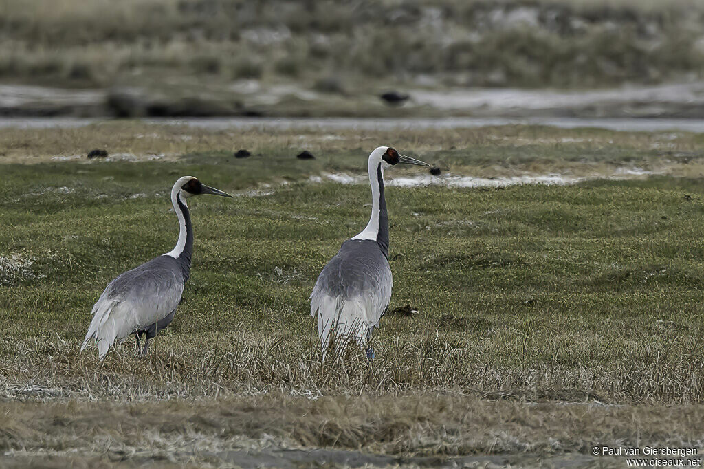 White-naped Crane