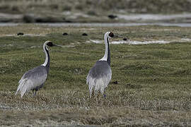 White-naped Crane