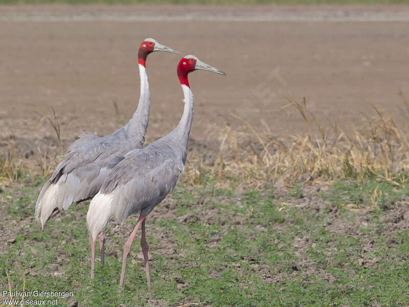 Sarus Craneadult