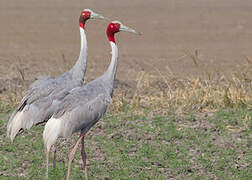 Sarus Crane