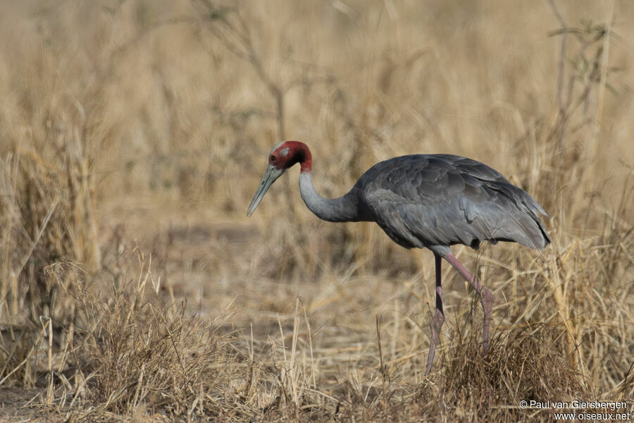 Sarus Craneadult