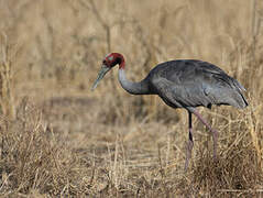 Sarus Crane