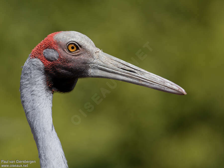 Brolgaadult, close-up portrait