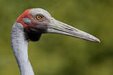 Grue brolga