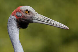 Brolga